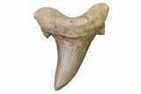 Serrated Sokolovi (Auriculatus) Shark Tooth - Dakhla, Morocco #321858-1